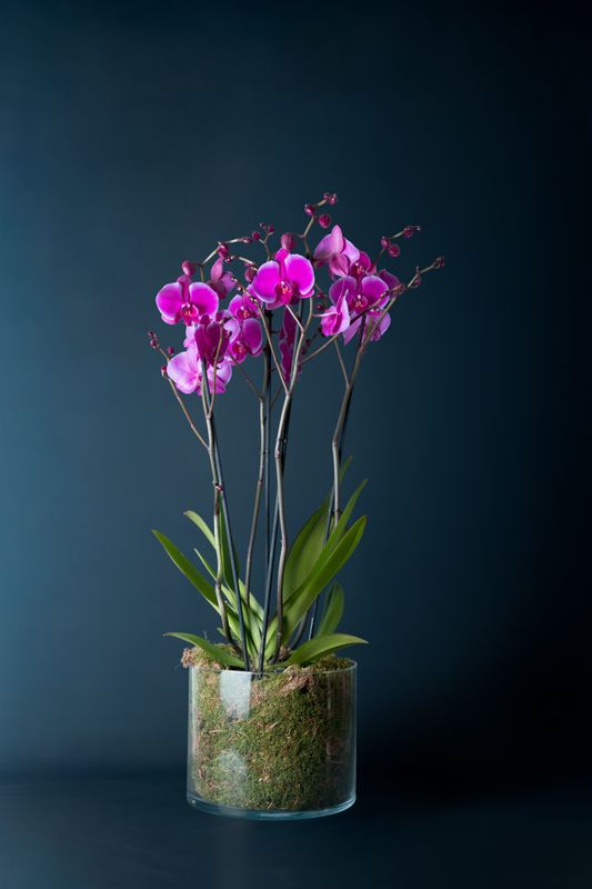 Composizione di due orchidee Brera 2 Fucsia