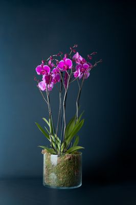Composizione di due orchidee Brera 2 Fucsia