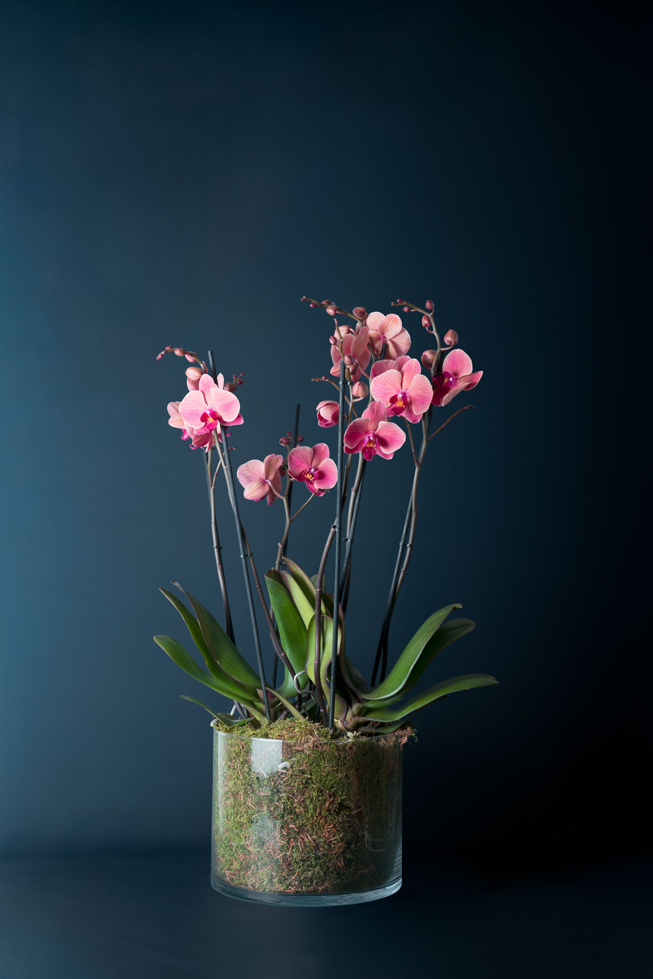 Composizione di due orchidee  Brera 2 Corallo