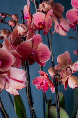 Composizione di due orchidee  Brera 2 Corallo