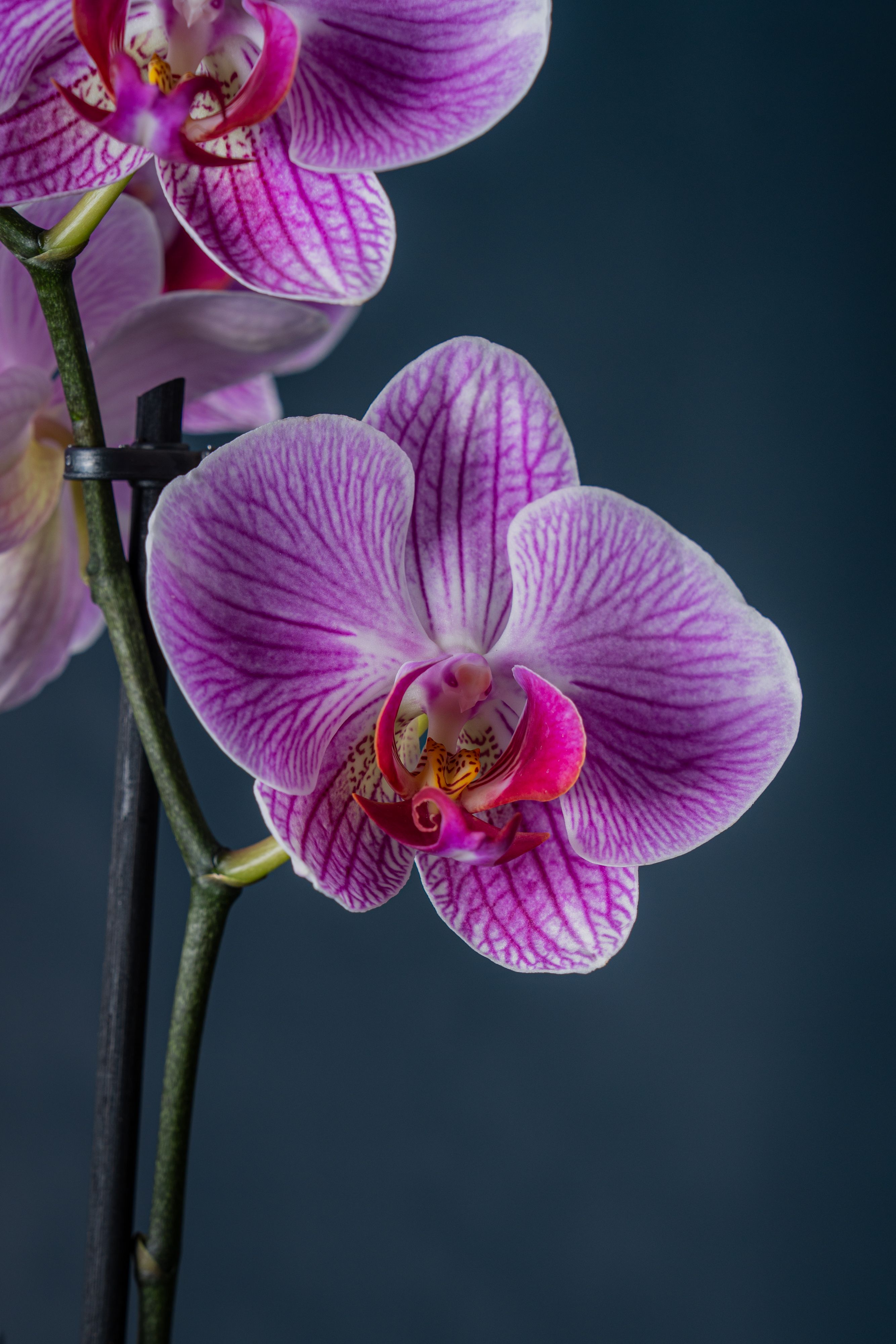 Composizione di due orchidee  Brera 2 Screziata