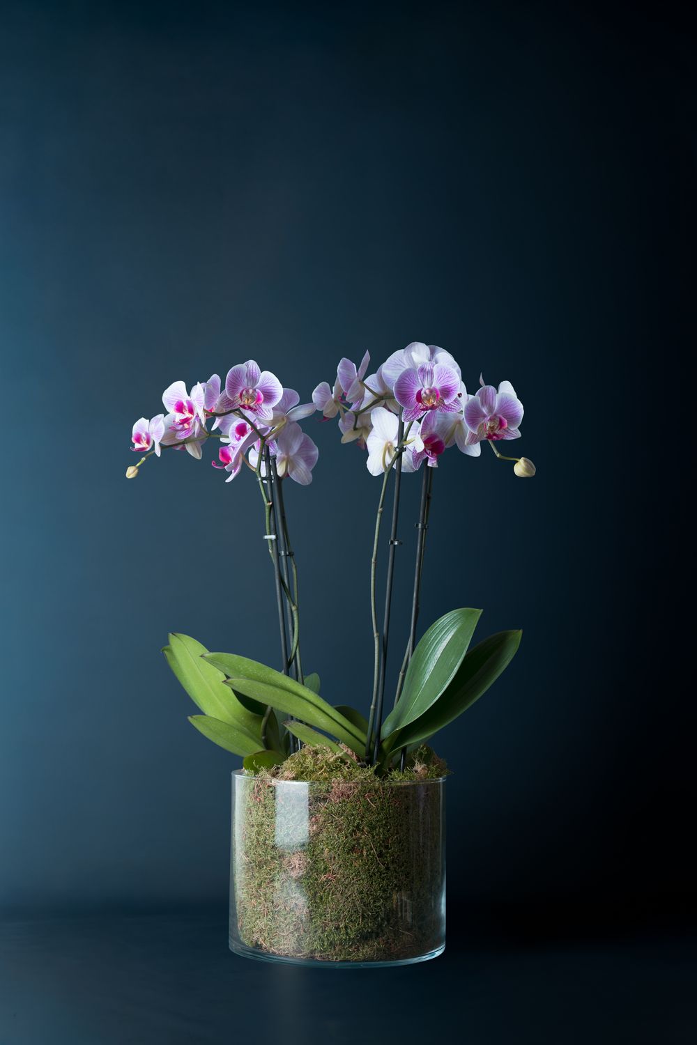 Composizione di due orchidee Brera 2 Screziata