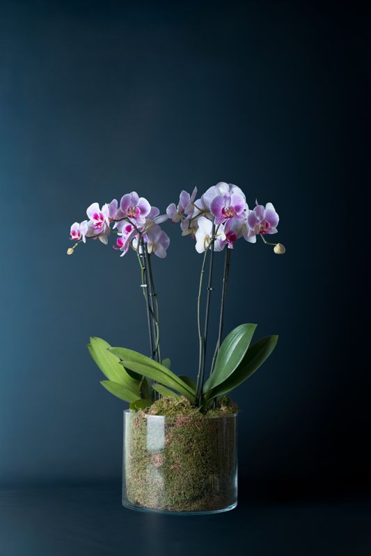 Composizione di due orchidee Brera 2 Screziata