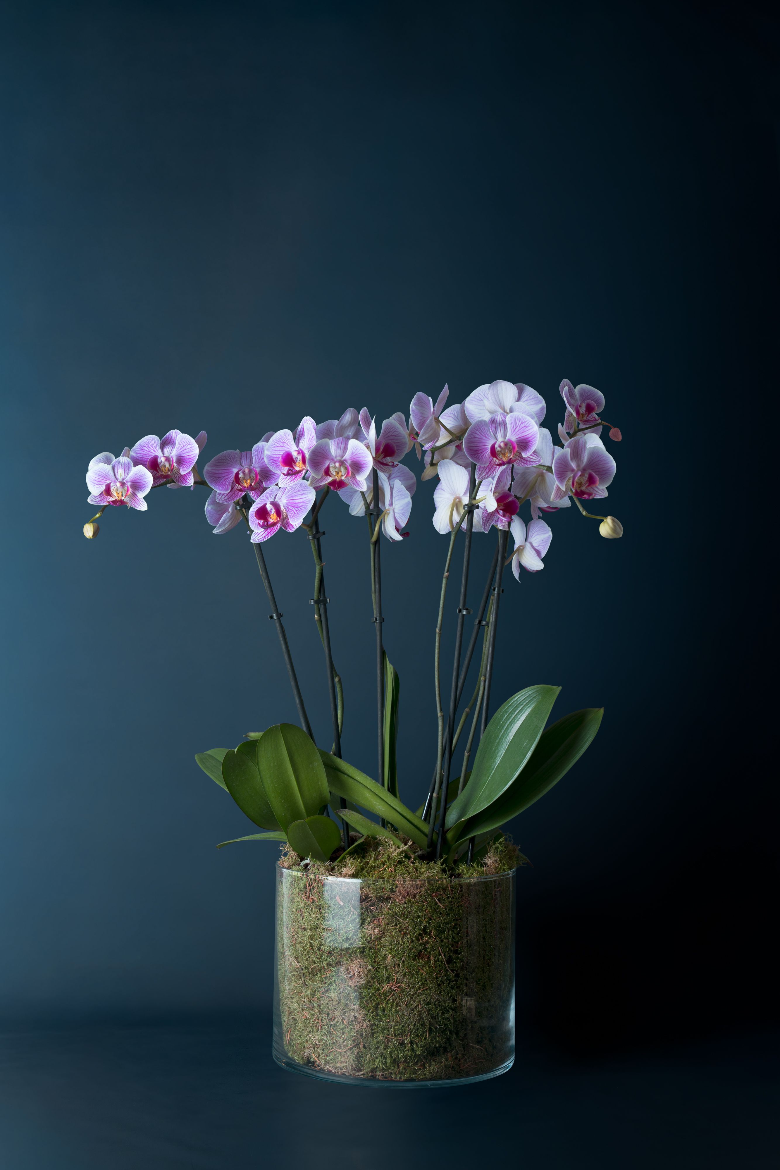 Composizione di tre orchidee Brera 3 Screziata