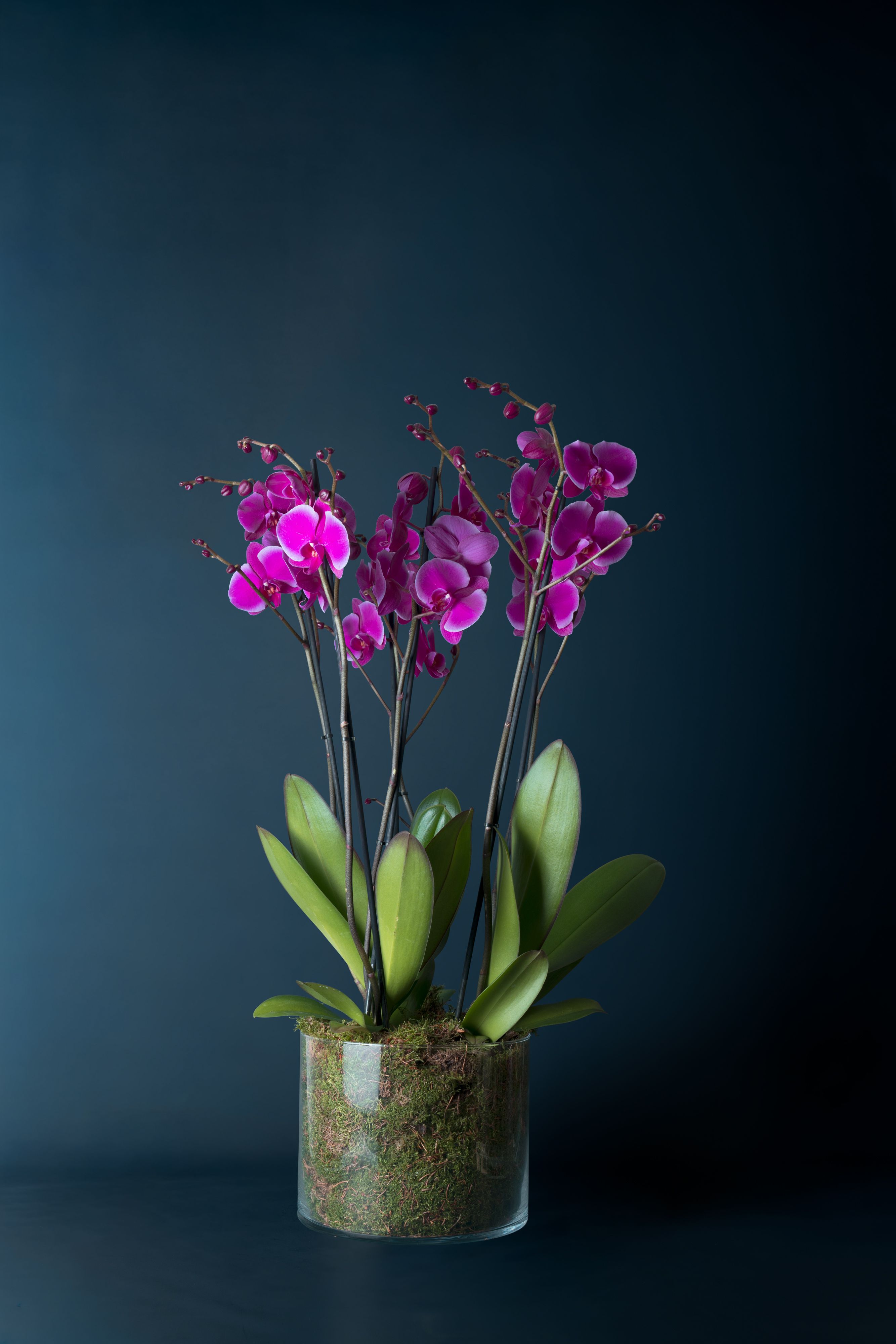 Composizione di tre orchidee Brera 3 Fucsia