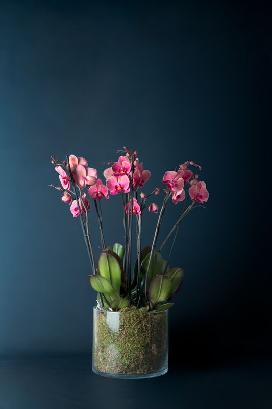 Composizione di tre orchidee Brera 3 Corallo