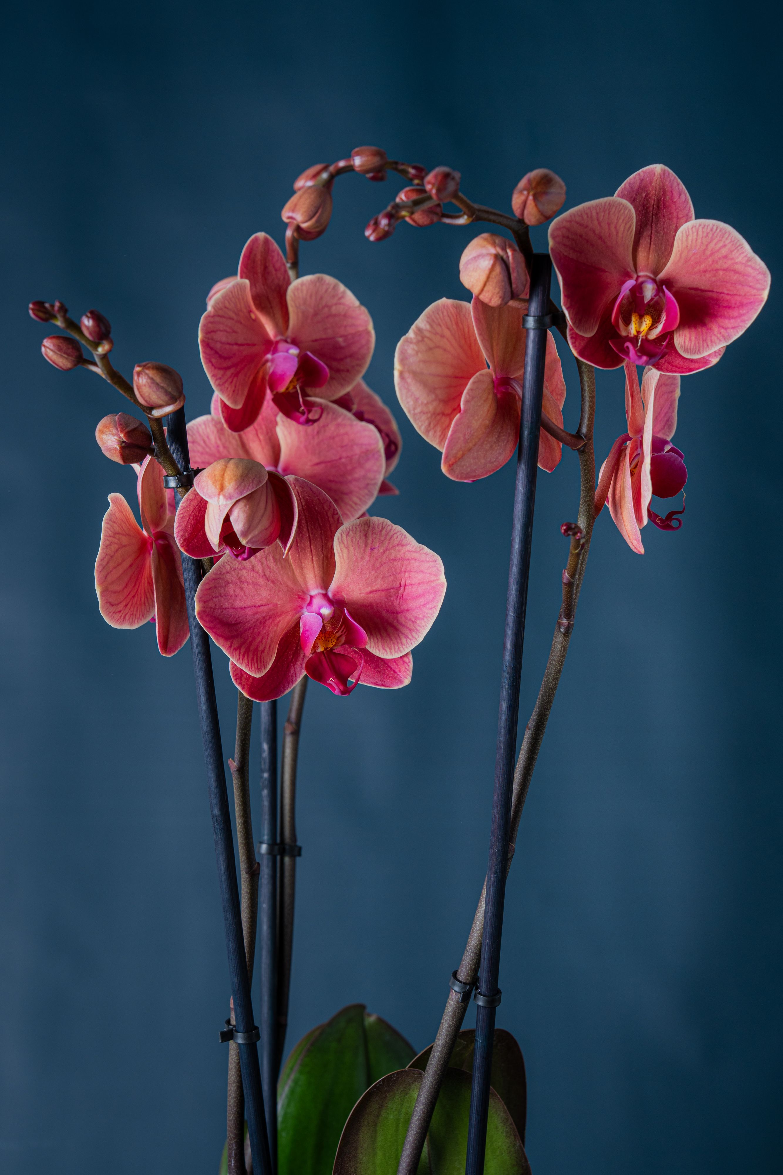 Composizione di cinque orchidee Brera 5 Corallo