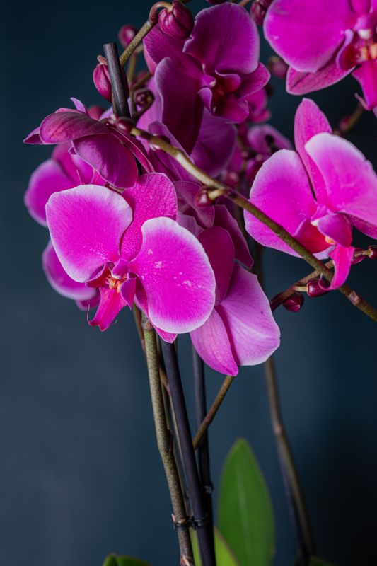 Composizione di tre orchidee Brera 3 Fucsia
