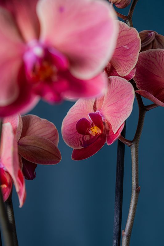 Composizione di quattro orchidee Brera 4 Corallo
