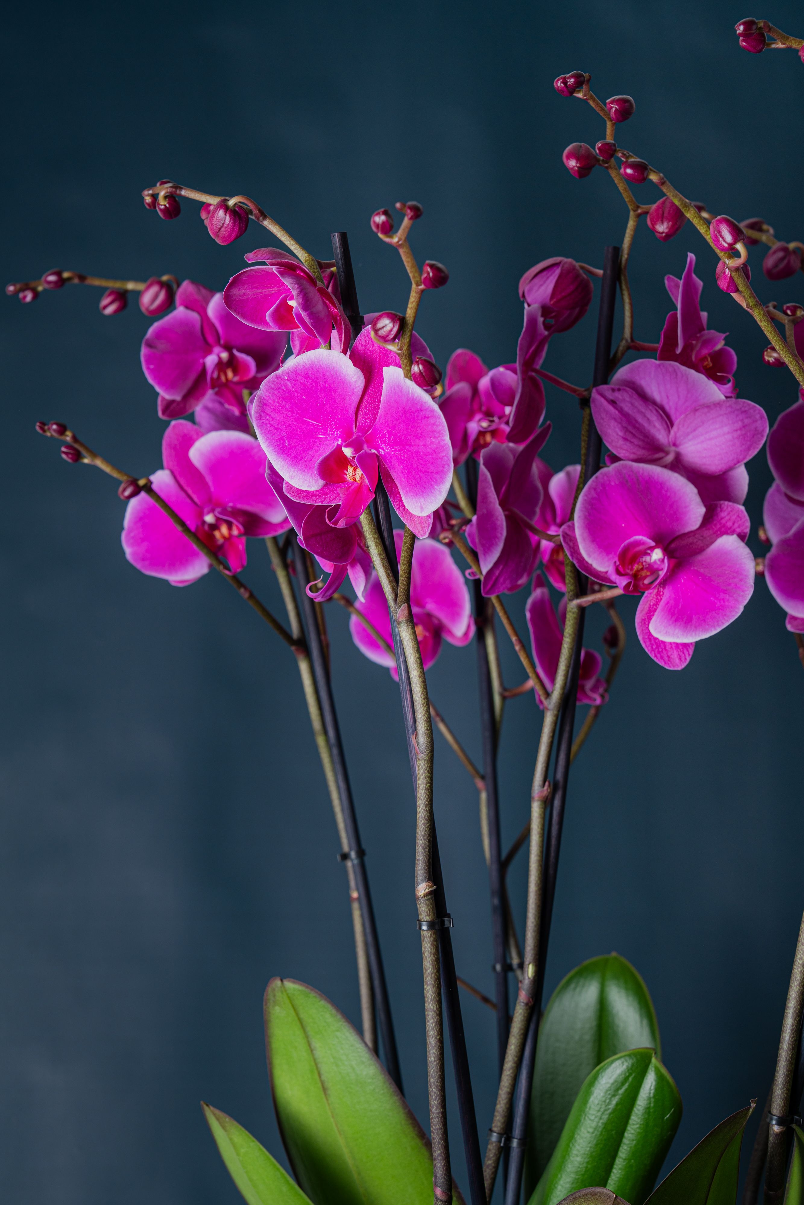 Composizione di quattro orchidee Brera 4 Fucsia