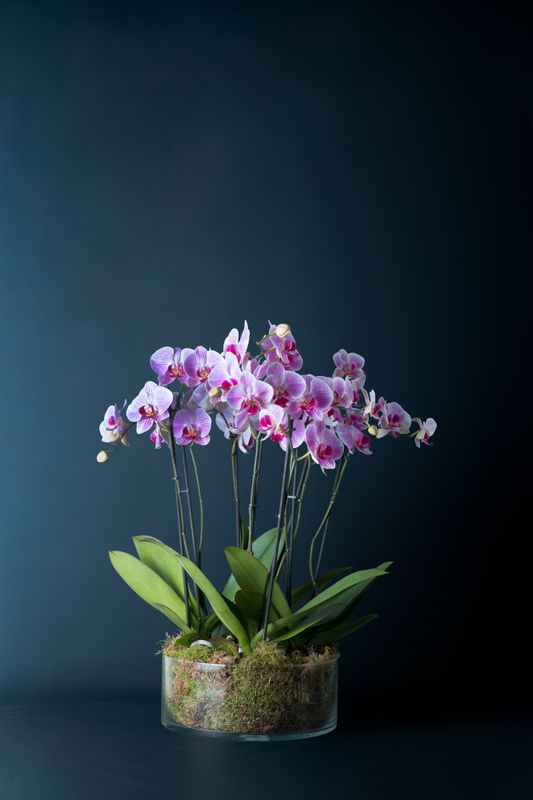 Composizione di quattro orchidee Brera 4 Screziata