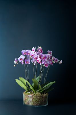 Composizione di quattro orchidee Brera 4 Screziata