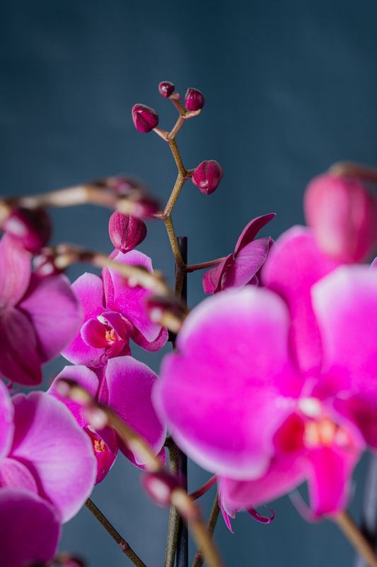 Composizione di cinque orchidee Brera 5 Fucsia