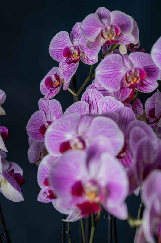Composizione di cinque orchidee Brera 5 Screziata