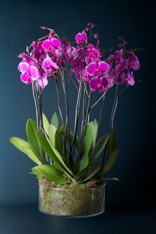 Composizione di quattro orchidee Brera 4 Fucsia
