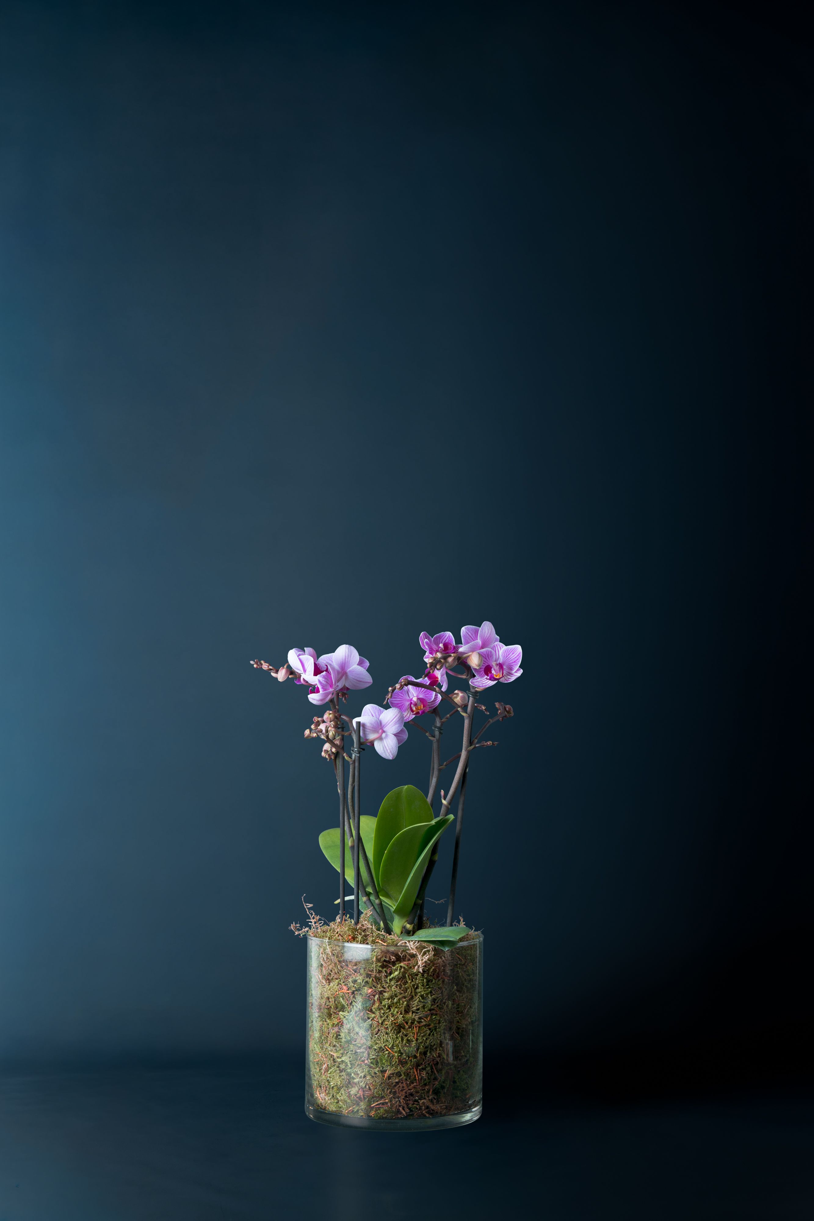 Orchidea La Darsena 1 Screziata