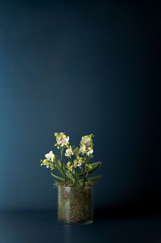 Orchidea La Darsena 1 Gialla
