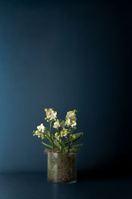 Orchidea La Darsena 1 Gialla