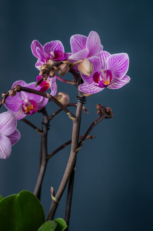 Orchidea La Darsena 1 Screziata