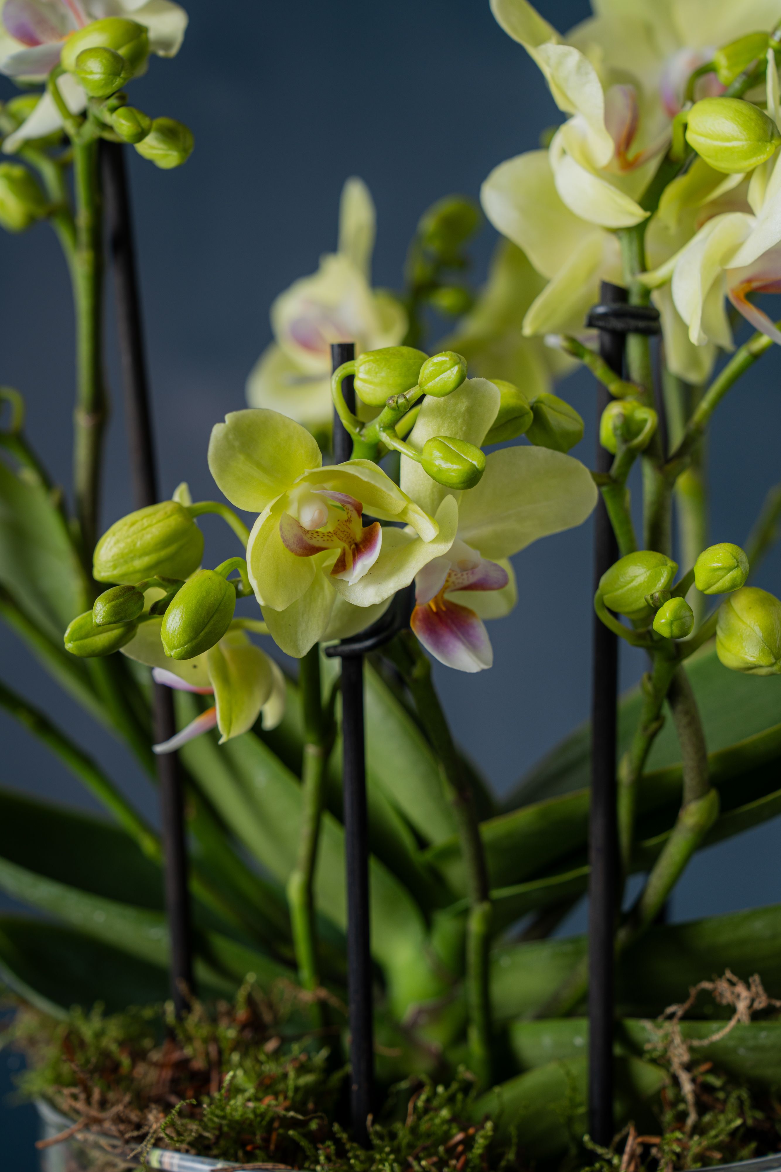 Orchidea La Darsena 1 Gialla