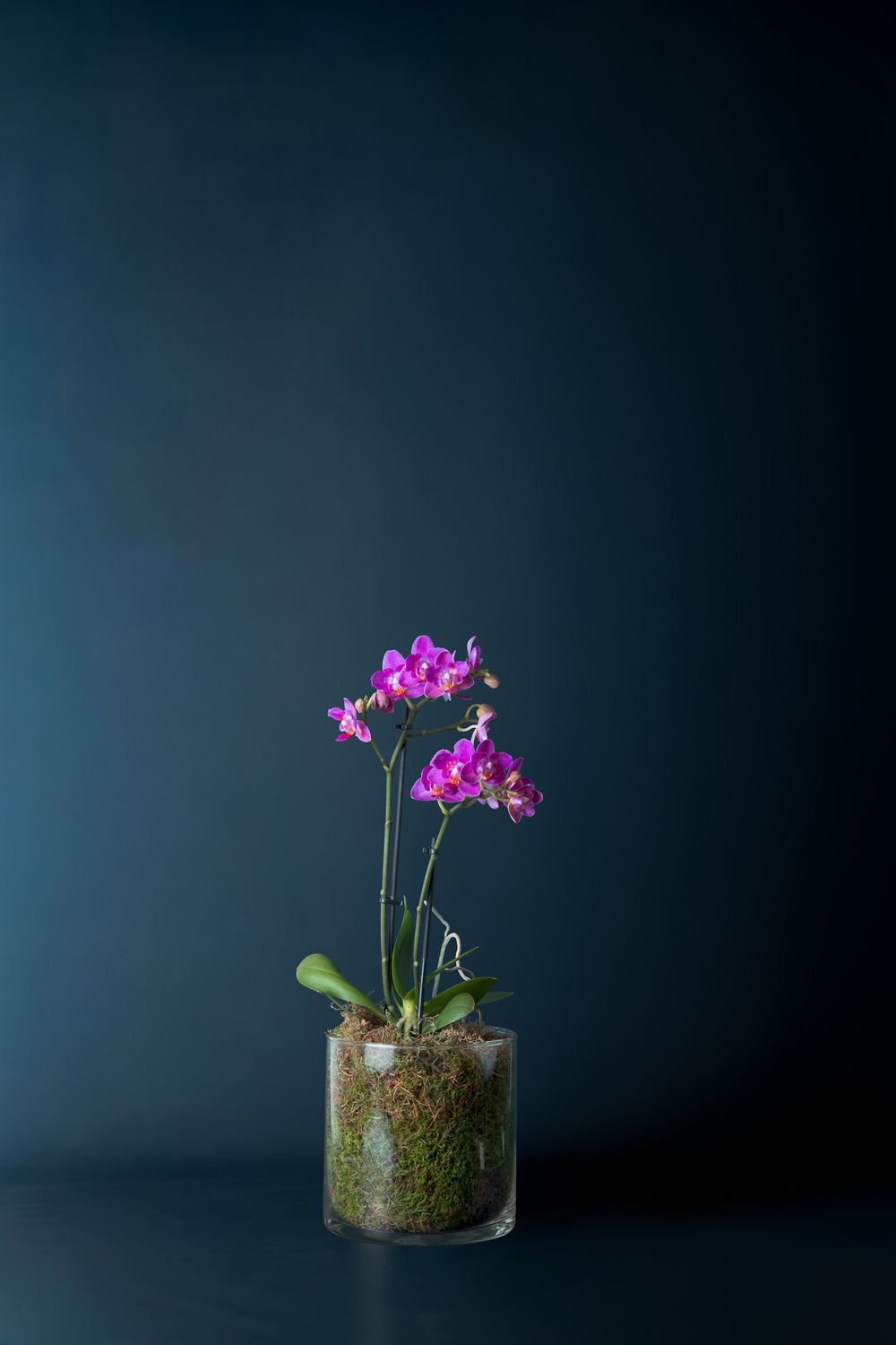 Orchidea Castello Fucsia