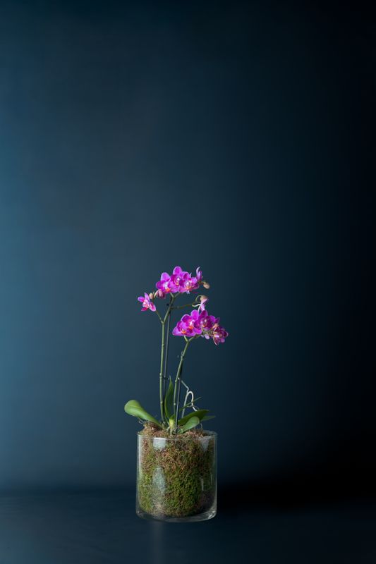 Orchidea Castello Fucsia