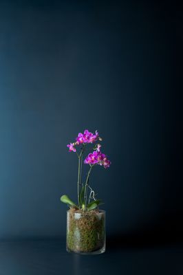 Orchidea Castello Fucsia