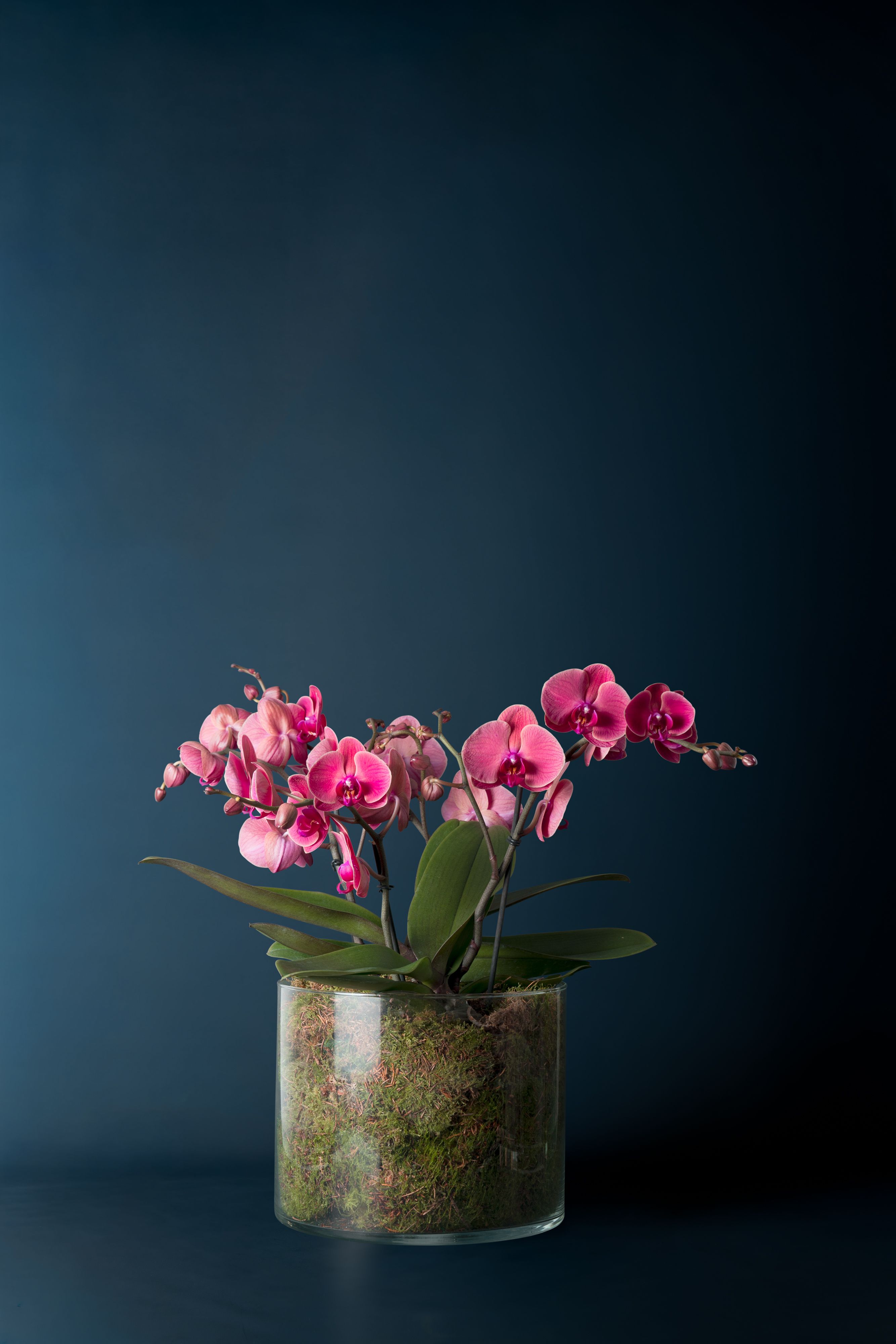 Composizione di due Orchidee  Isola 2 Corallo