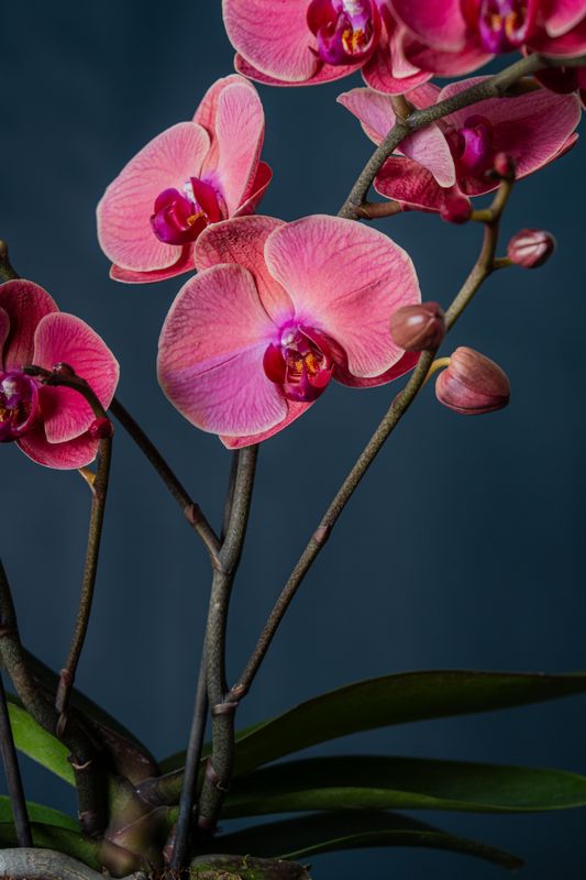 Composizione di due Orchidee Isola 2 Corallo