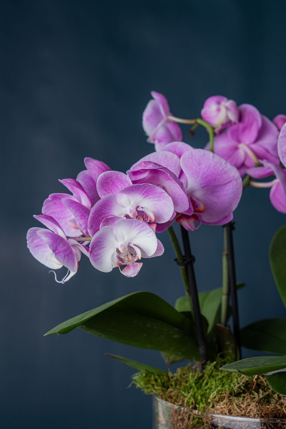Composizione di tre Orchidee Isola 3 Rosa