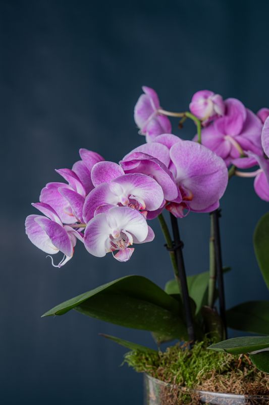 Composizione di tre Orchidee Isola 3 Rosa