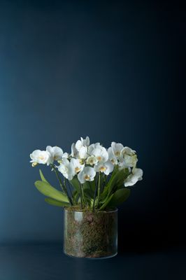 Composizione di tre Orchidee Isola 3 Bianca