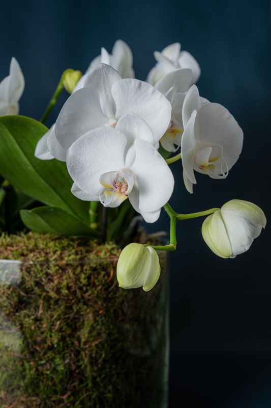 Composizione di quattro Orchidee Isola 4 Bianca