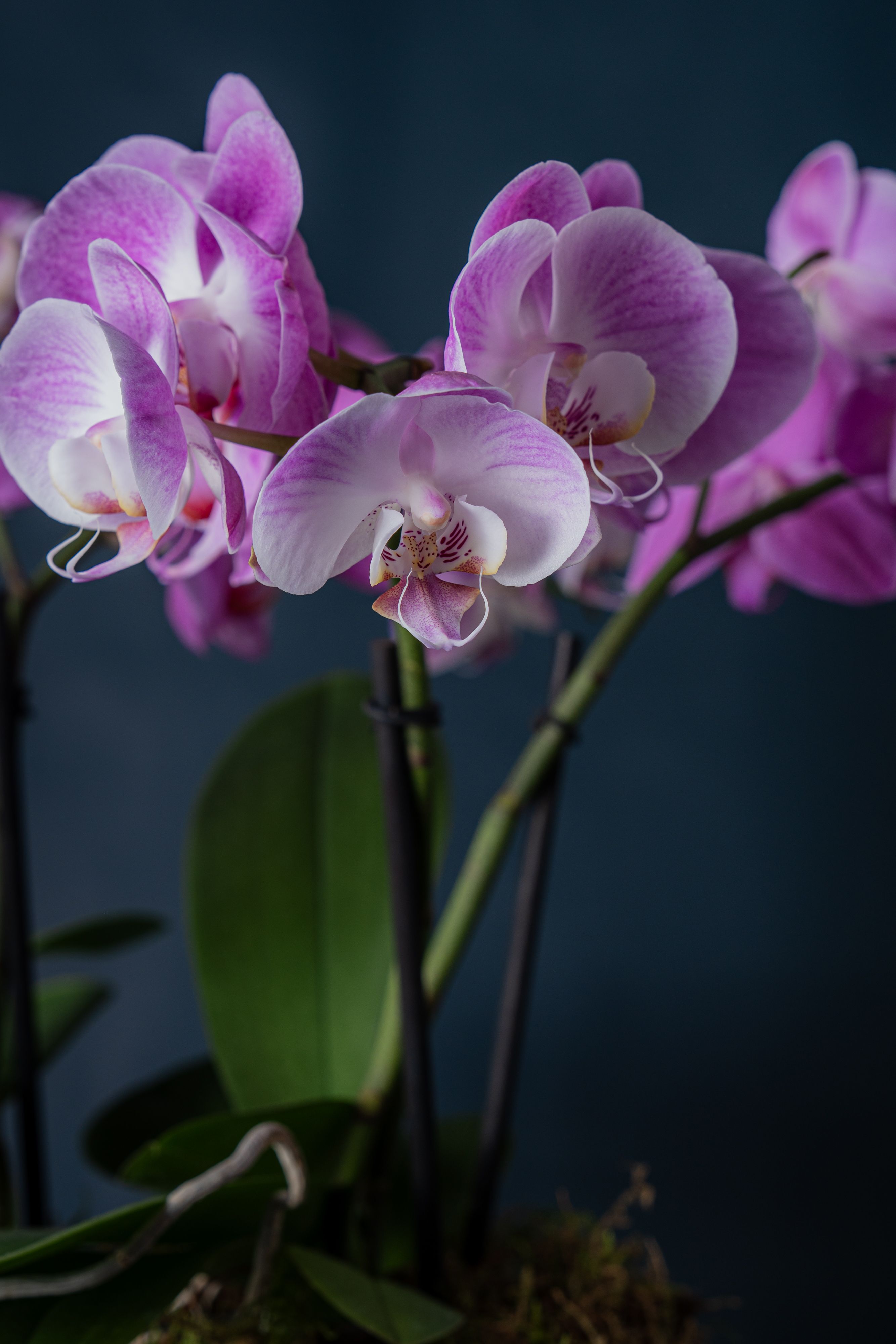 Composizione di quattro Orchidee Isola 4 Rosa