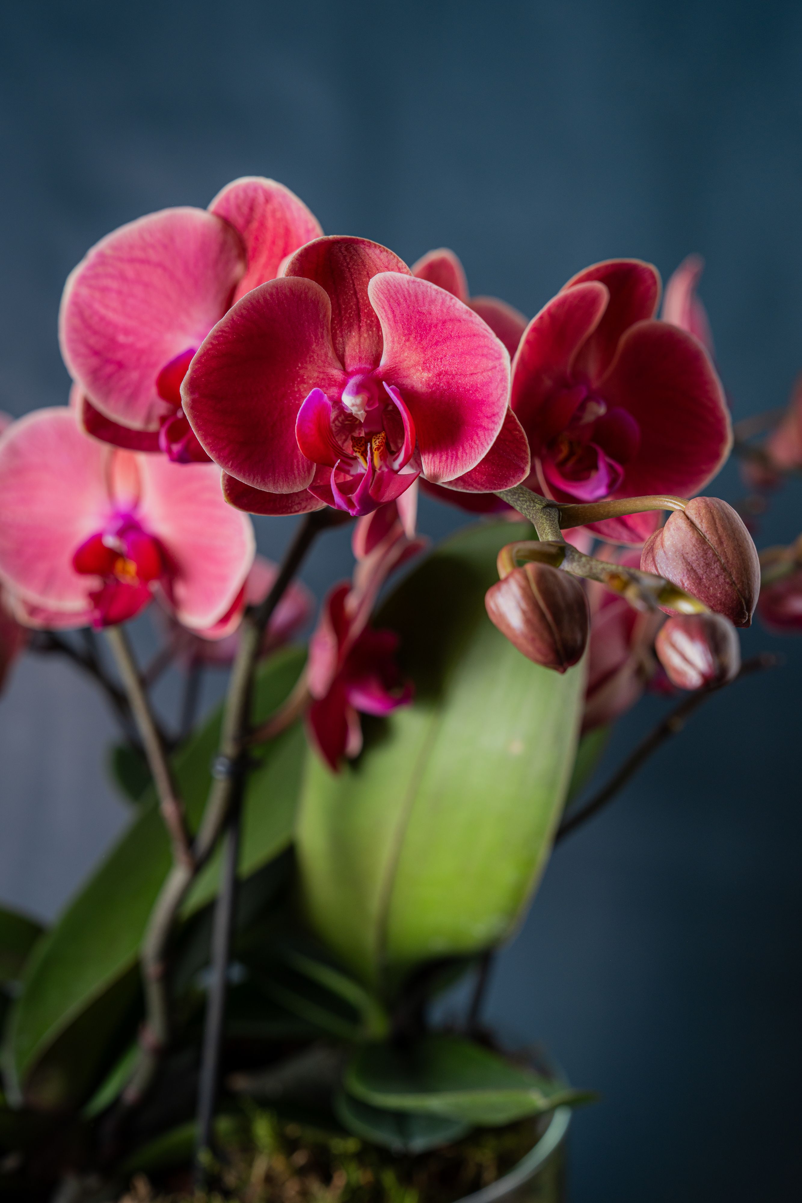 Composizione di quattro Orchidee Isola 4 Corallo