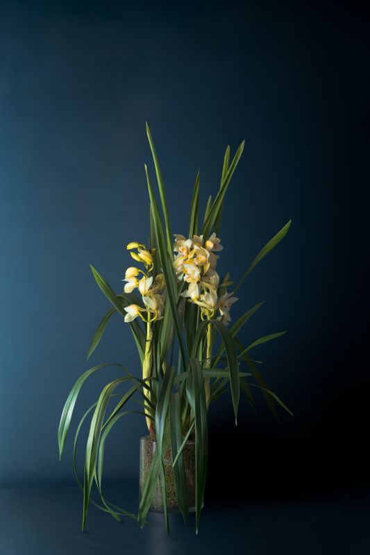 Orchidea Cimbidium Crema