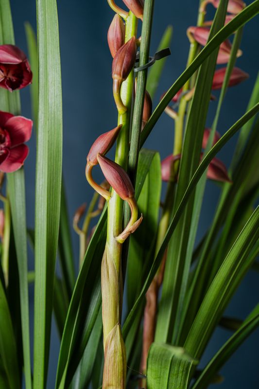 Orchidea Cimbidium Rosso