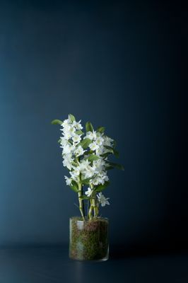 Orchidea Dendrobium Nobilis 1 Bianca