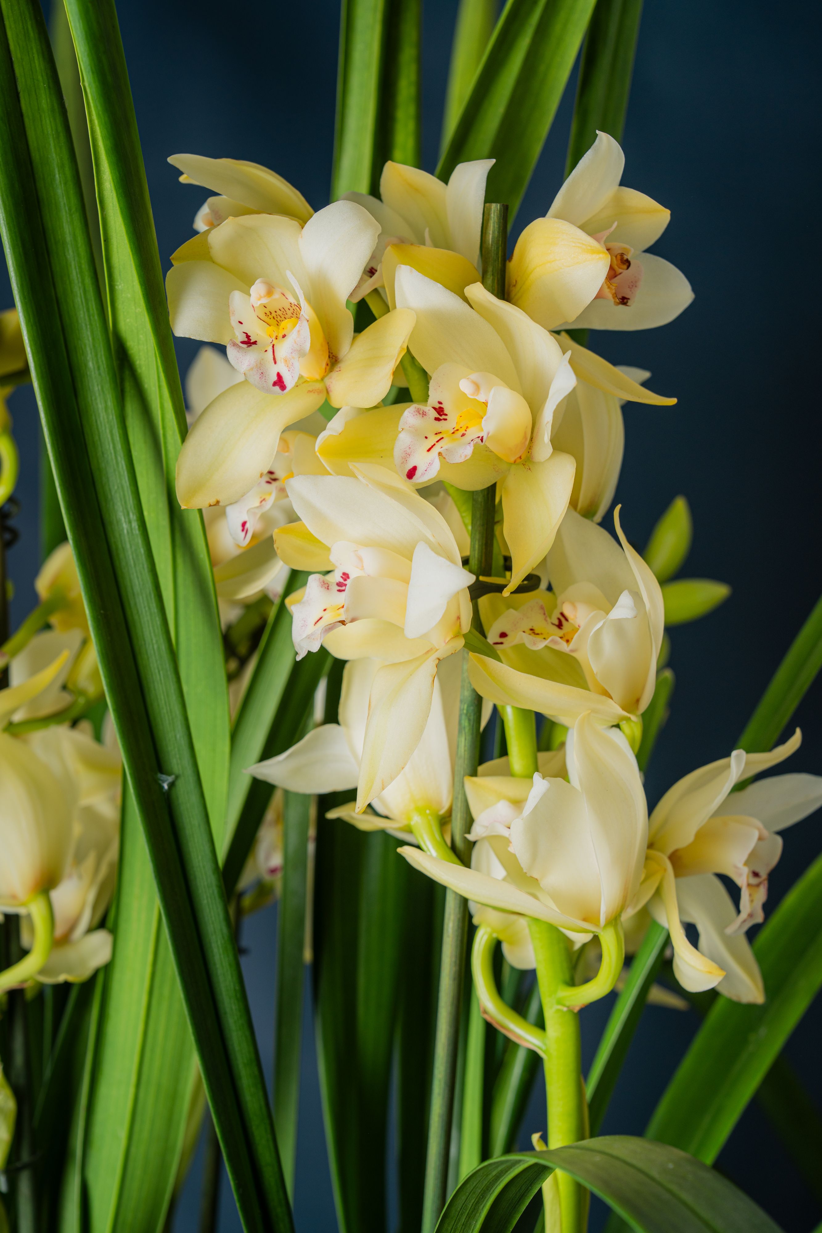 Orchidea Cimbidium Crema