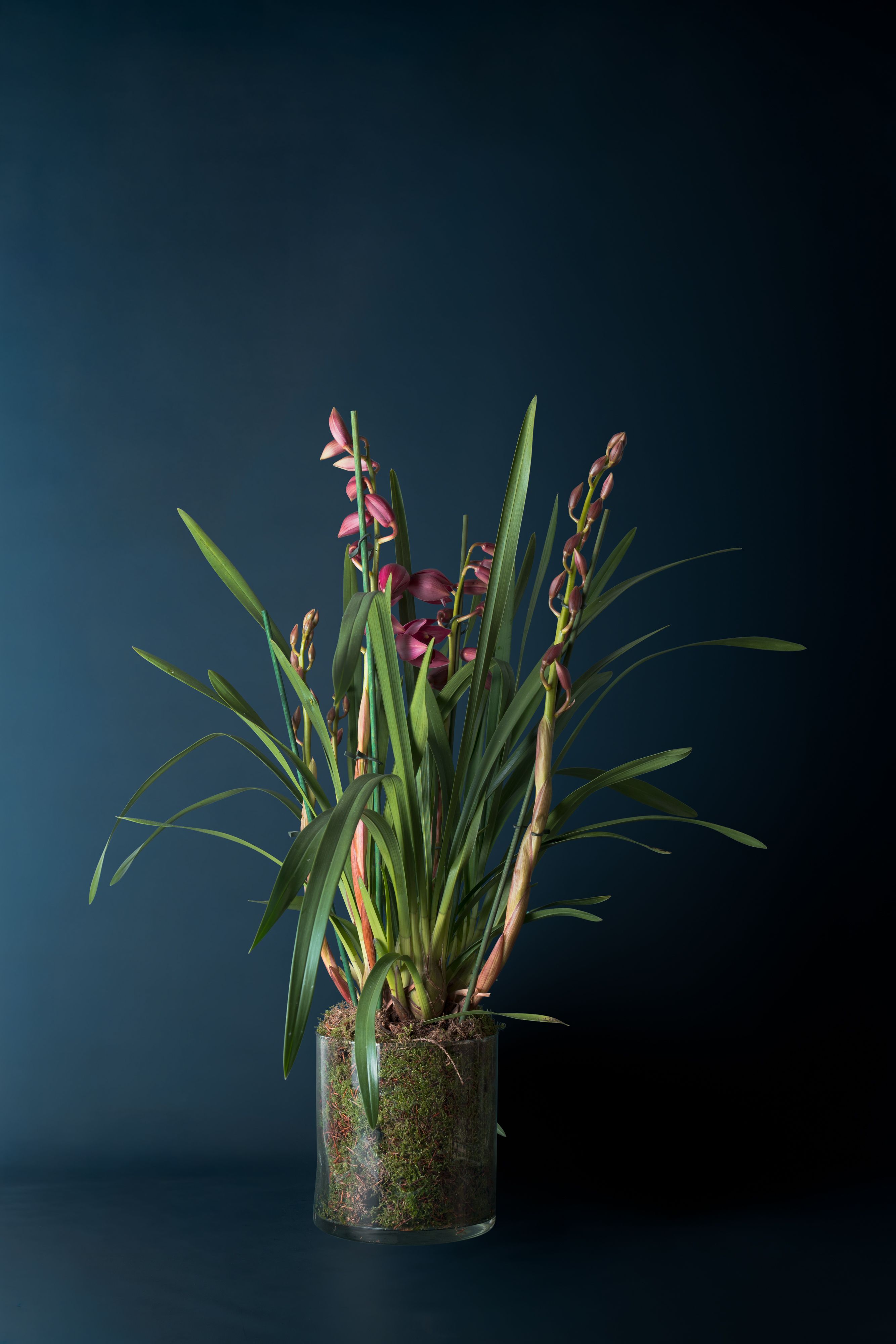 Orchidea Cimbidium Rosso