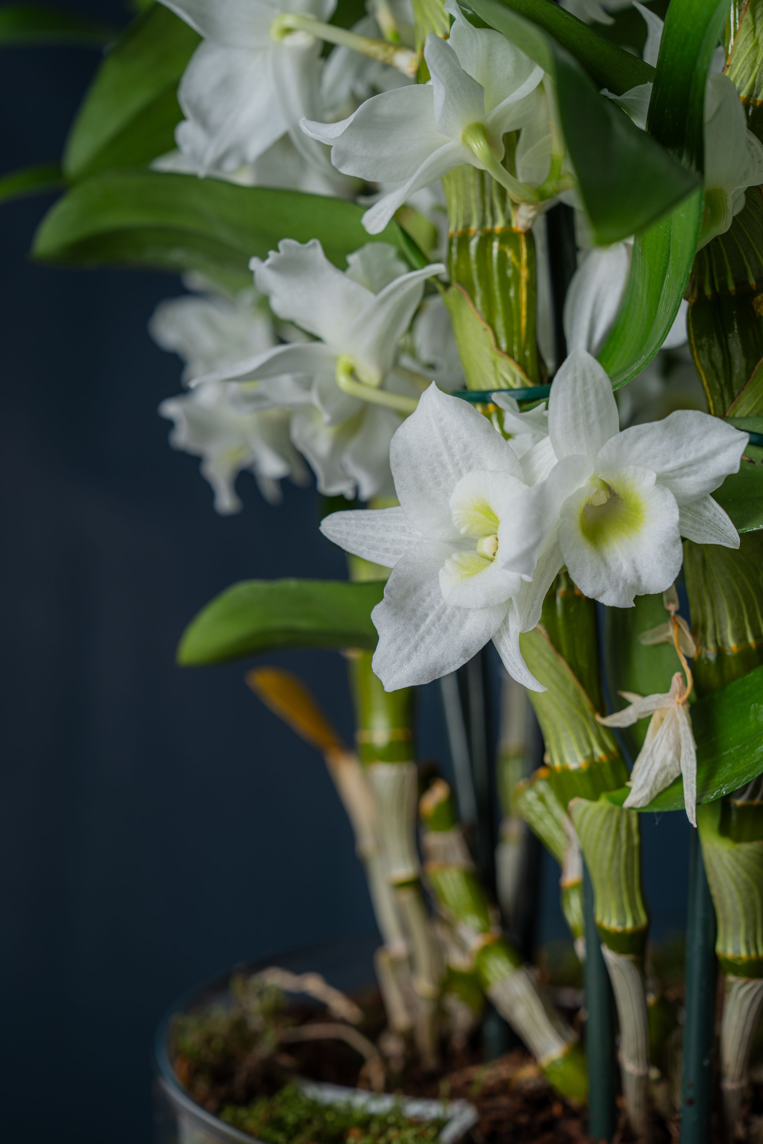 Orchidea Dendrobium Nobilis 1 Bianca