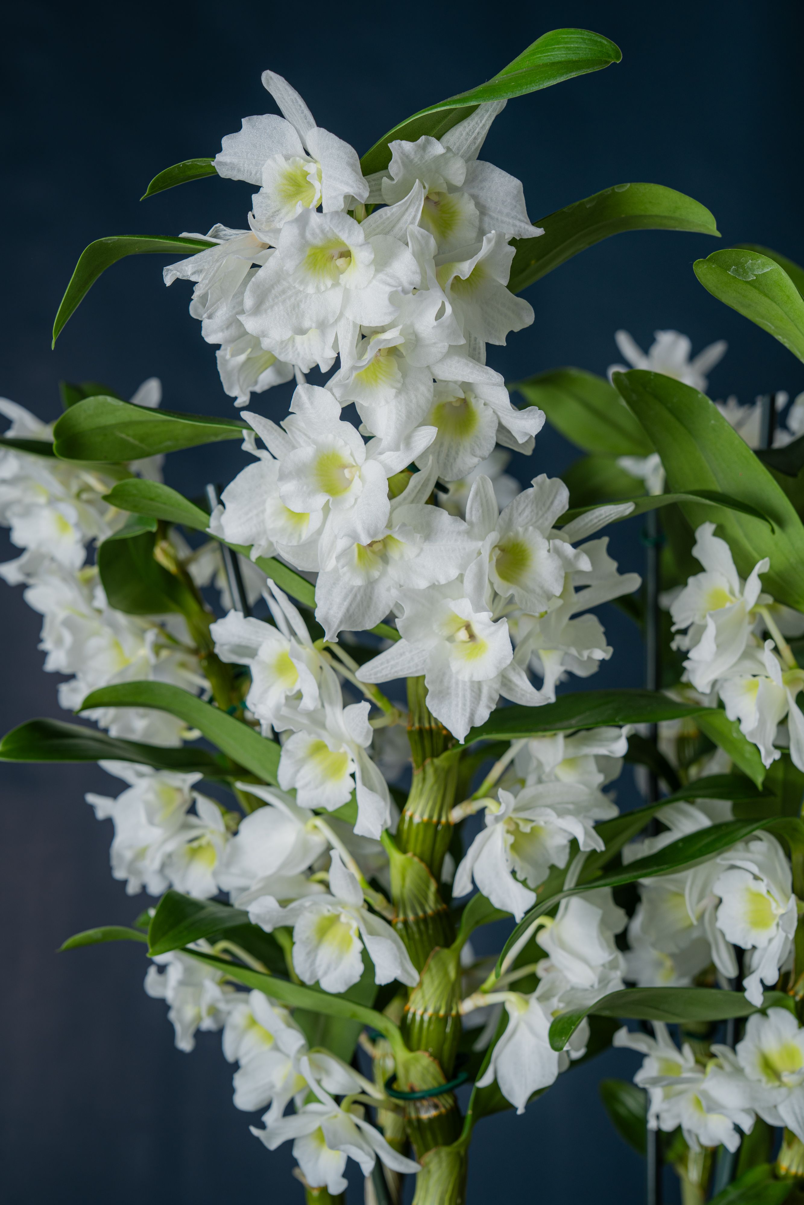 Composizione di Orchidee  Dendrobium Nobilis 2 Bianca