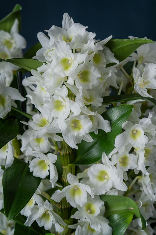 Composizione di Orchidee Dendrobium Nobilis 3 Bianca