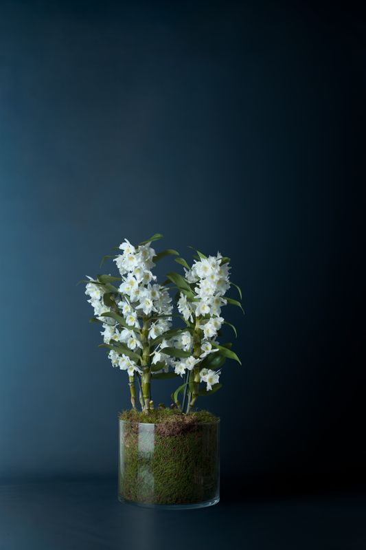 Composizione di Orchidee Dendrobium Nobilis 2 Bianca