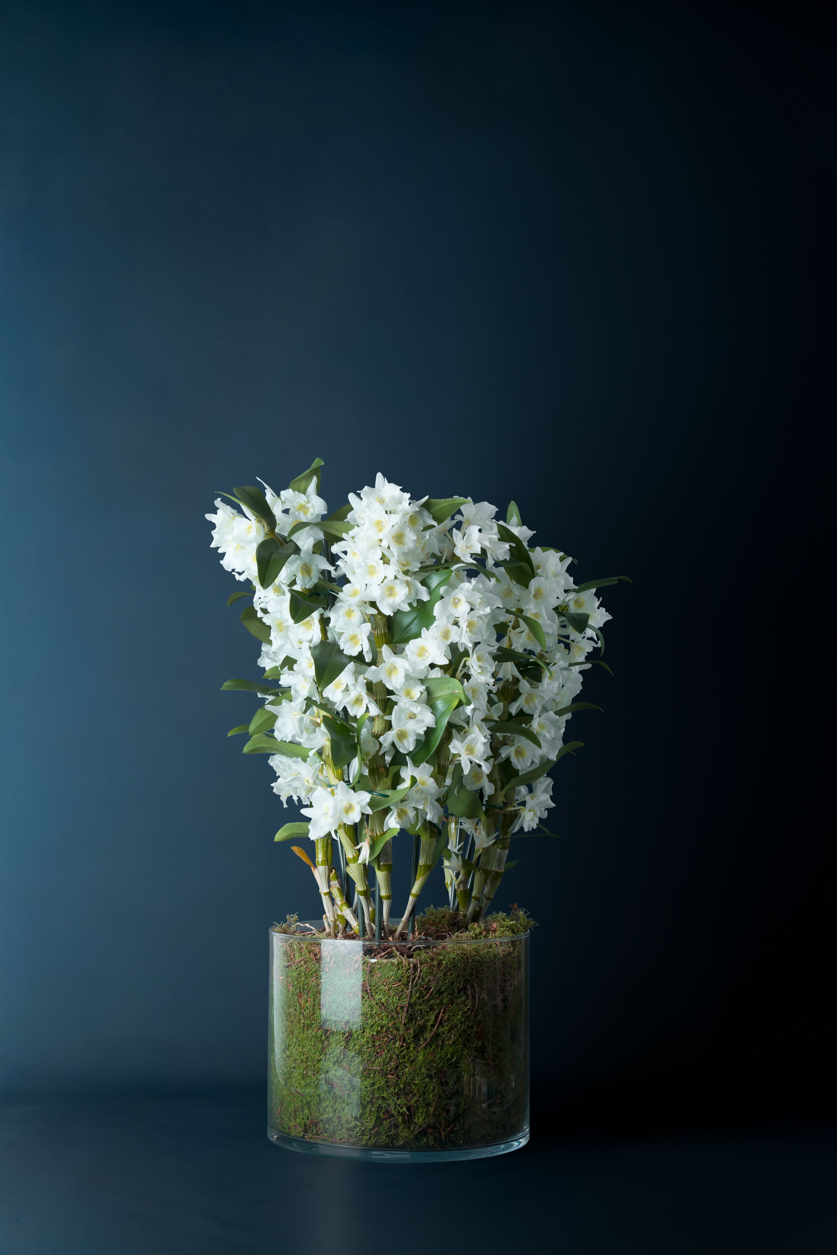 Composizione di Orchidee Dendrobium Nobilis 3 Bianca