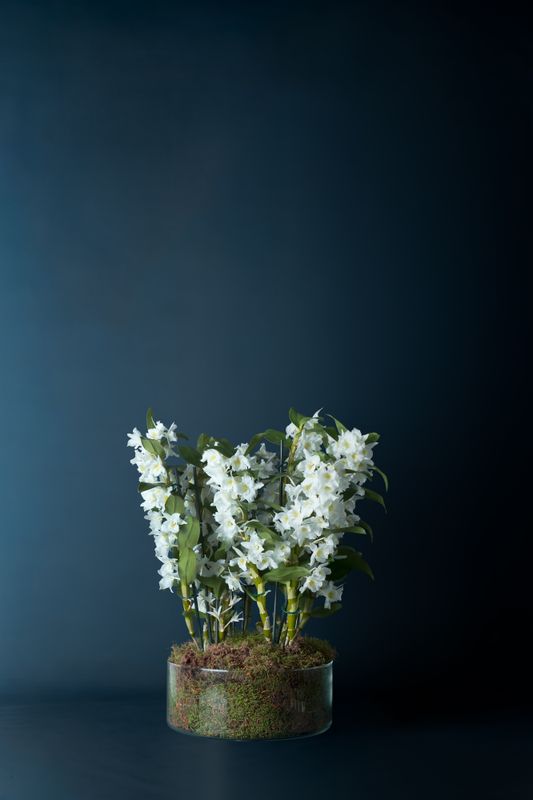 Composizione di Orchidee Dendrobium Nobilis 4 Bianca