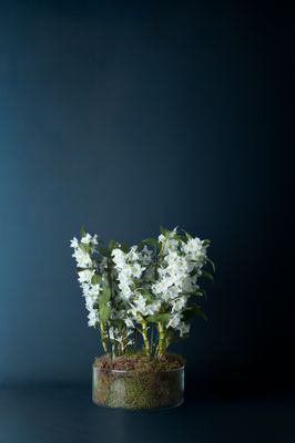 Composizione di Orchidee Dendrobium Nobilis 4 Bianca