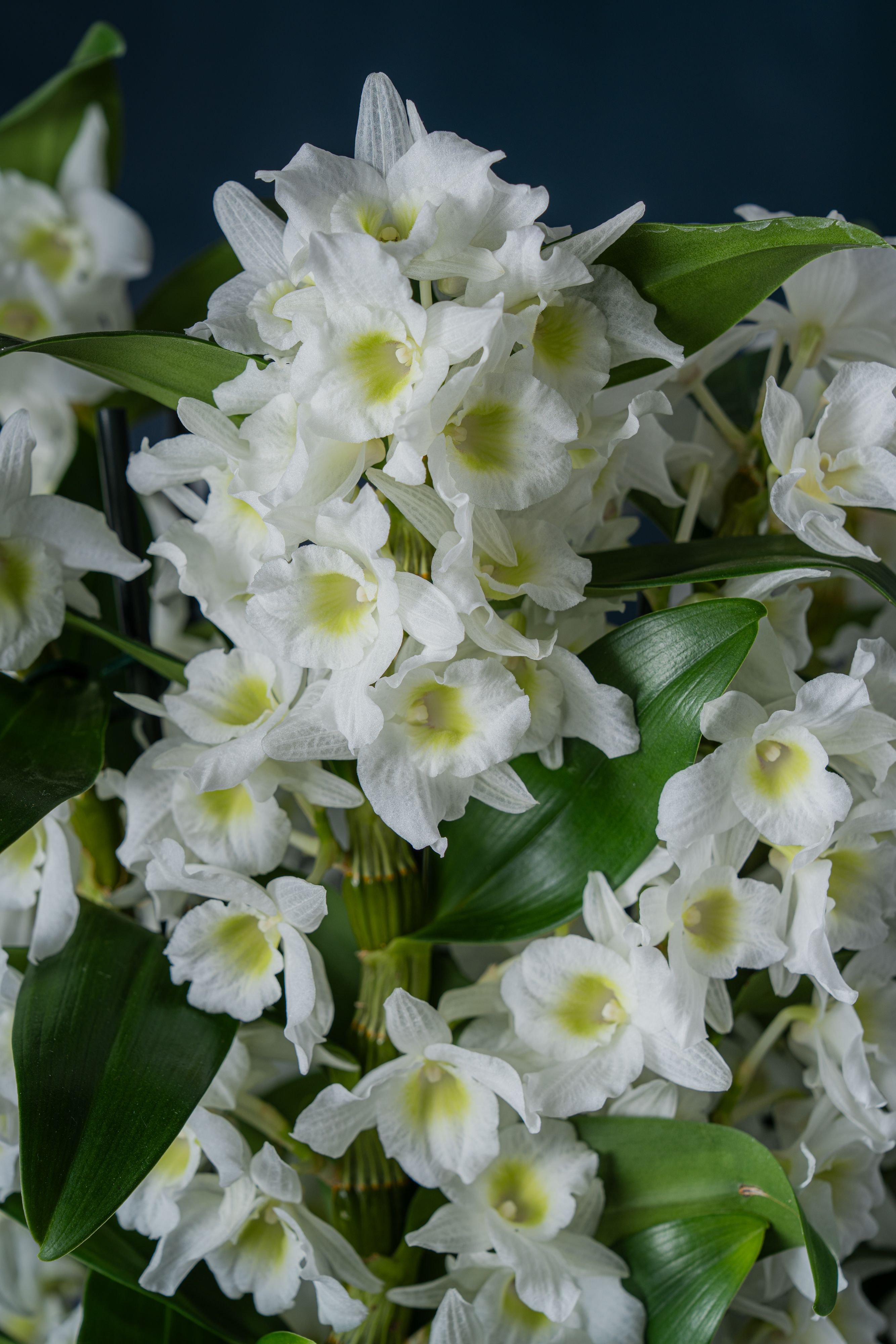 Composizione di Orchidee Dendrobium Nobilis 4 Bianca