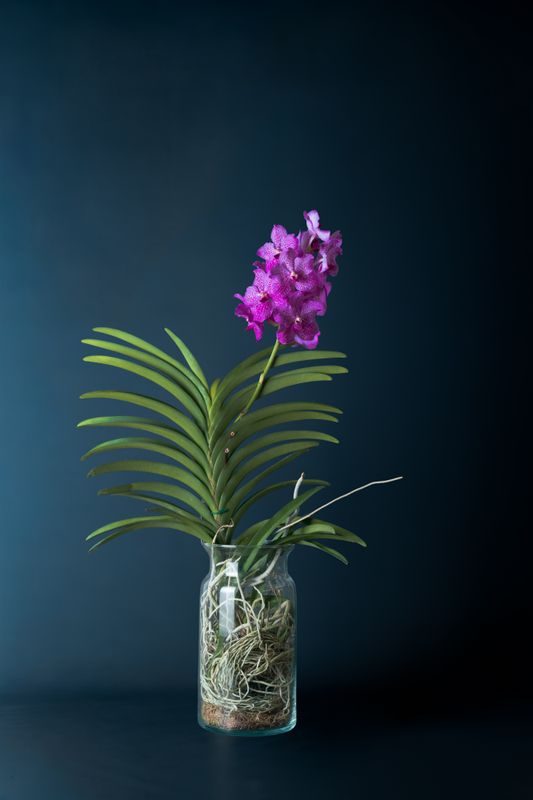 Orchidea Vanda Fucsia