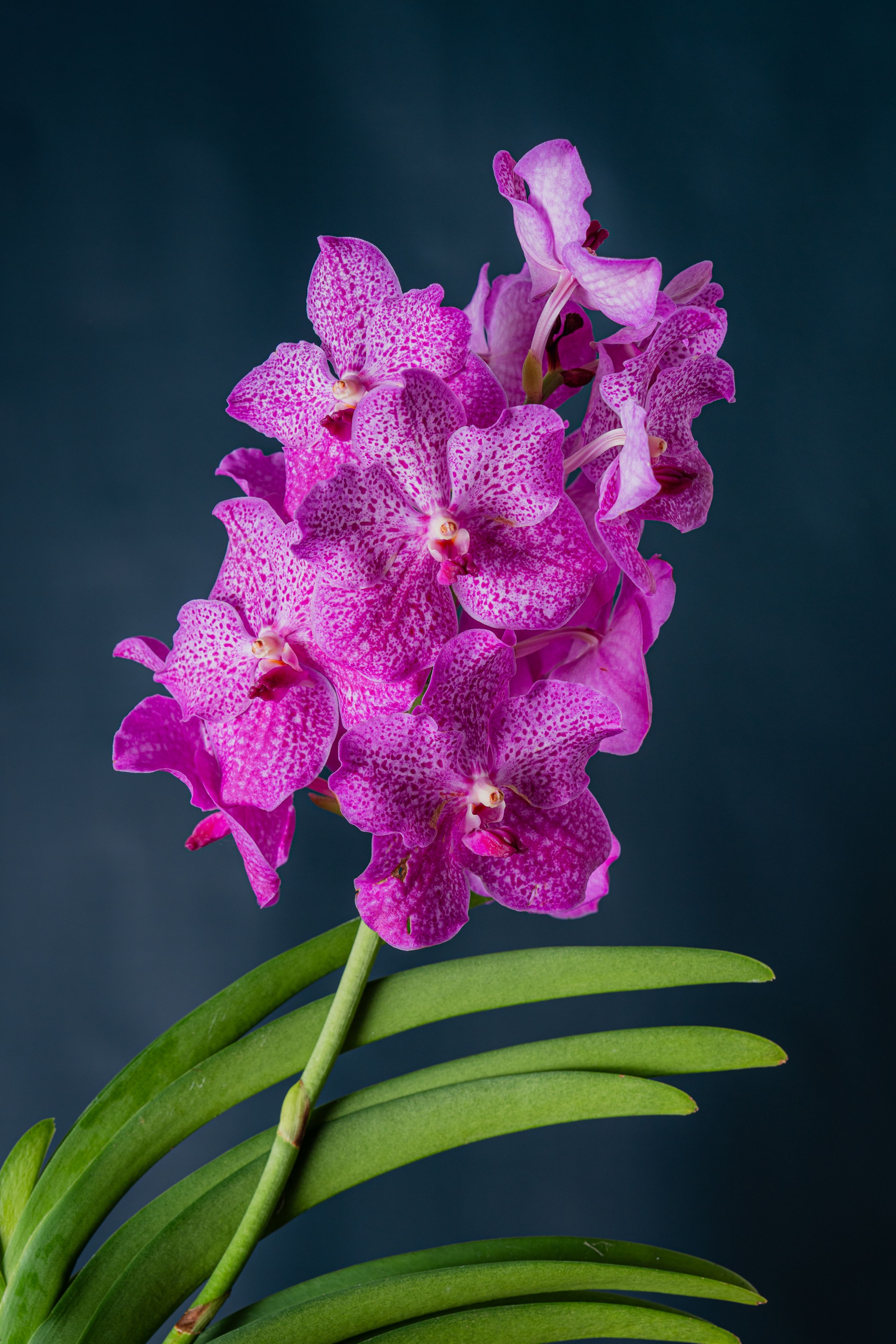 Orchidea Vanda Fucsia